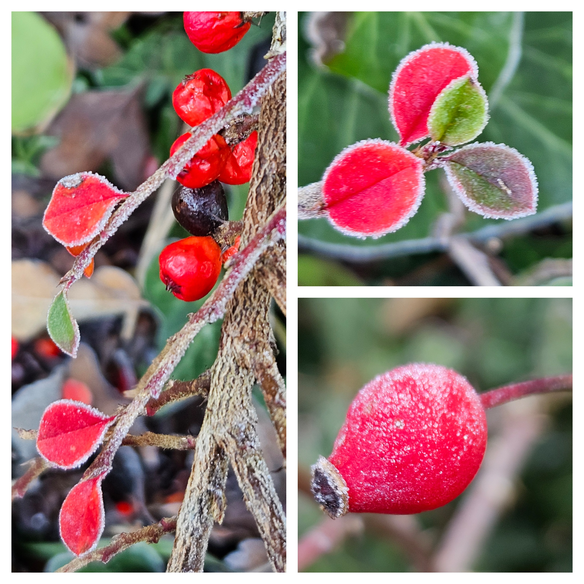 Erdmännchen vor der untergehenden Sonne (gemalt)